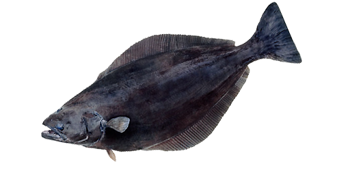 Schwarzer Heilbutt