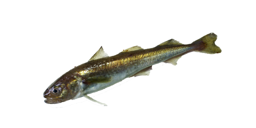 Polardorsch