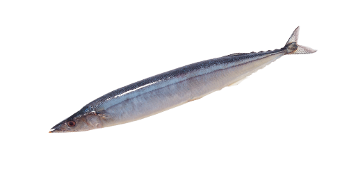 Makrelenhecht