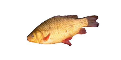 Karausche