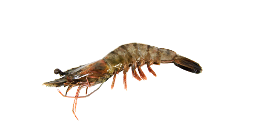 Shrimp