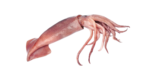 Tintenfisch