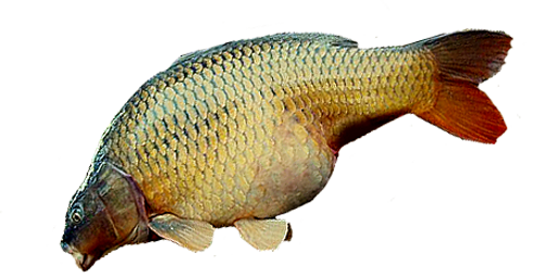 Schuppenkarpfen