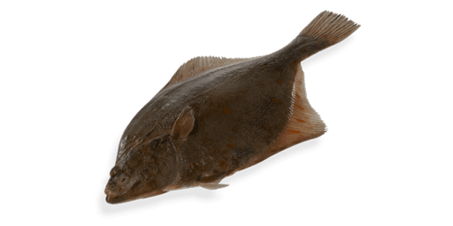 Weißbauchflunder