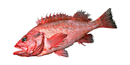 Rotbarsch