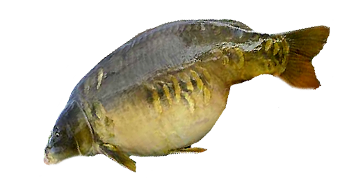 Spiegelkarpfen