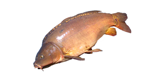 Lederkarpfen