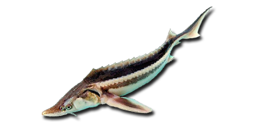 Glatt-Stör