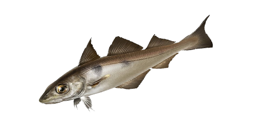 Schellfisch