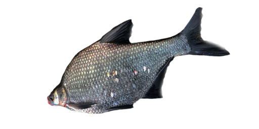 Schwarze Brachse
