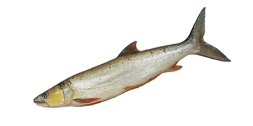 Gelbwangenkarpfen