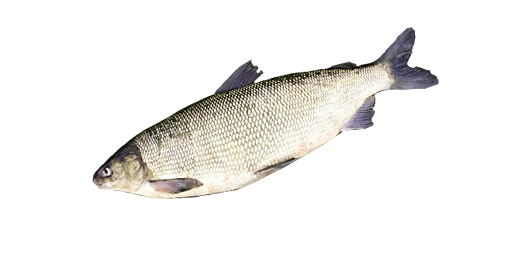 Heringsmaräne