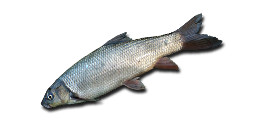 Capoeta