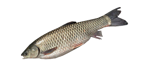 Kaspischer Kutum