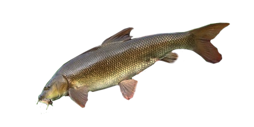 Tiberbarbe