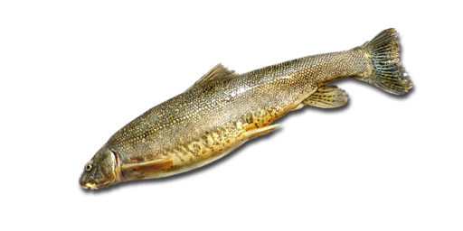 Scaly Osman