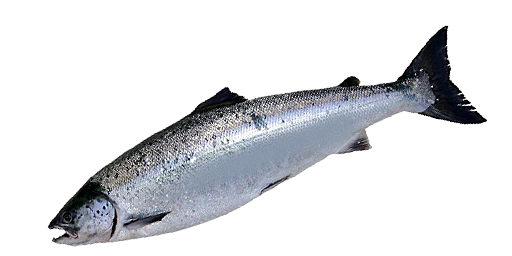 Baltischer Lachs