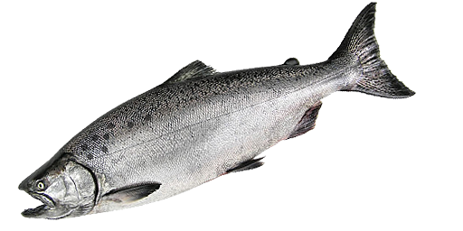 Atlantischer Lachs
