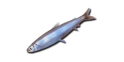 Regenbogenstint