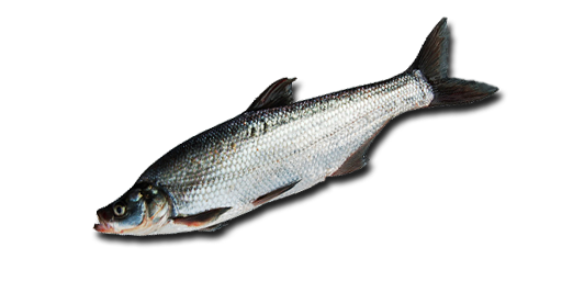 Raubkarpfen