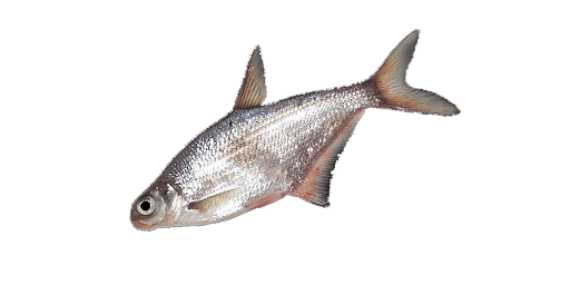 Zobel