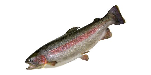 Regenbogenforelle