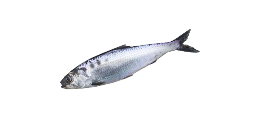 Kaspi Maifisch