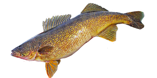 Glasaugenbarsch