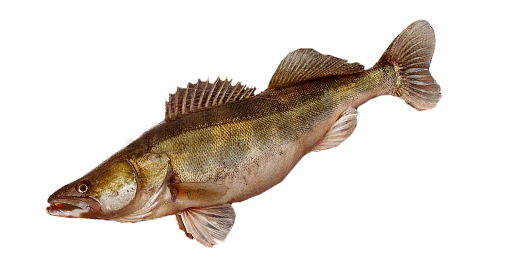 Kanadischer Zander
