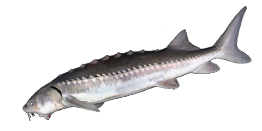 See-Stör