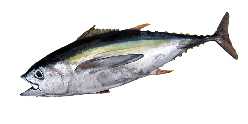 Weißer Thunfisch