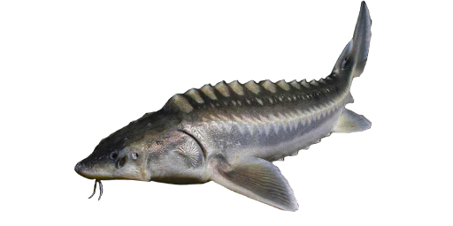 Persischer Stör