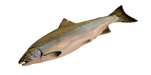 Kaspischer Lachs