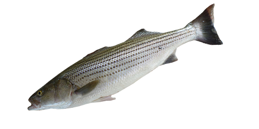 Felsenbarsch