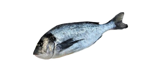 Dorade Royal