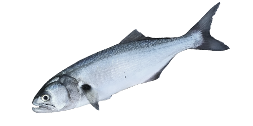 Blaubarsch