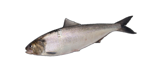 Maifisch