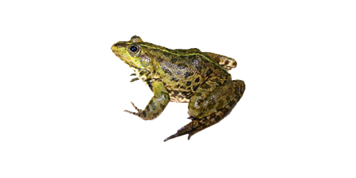Frosch