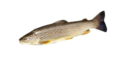 Marmorierte Forelle