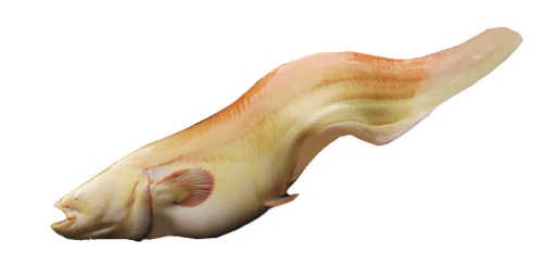 Albino Wels