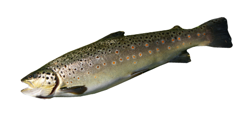 Feroxforelle