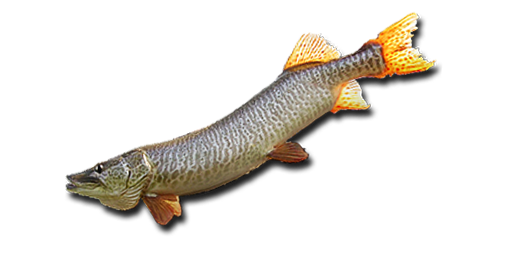 Muskie