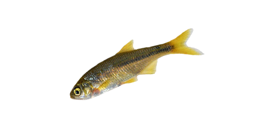 Golden Shiner