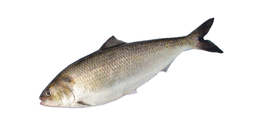 Amerikanischer Maifisch
