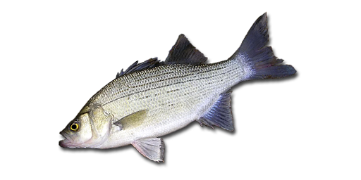 Weißbarsch
