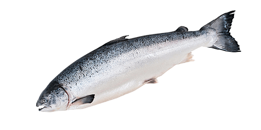 Lachs