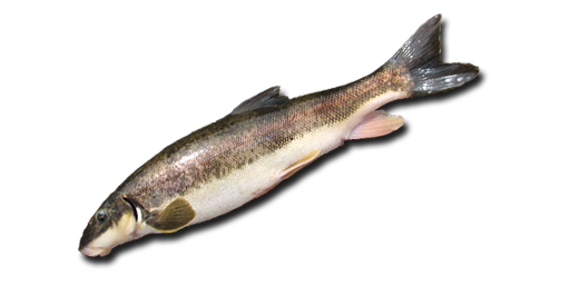 Weißer Sauger