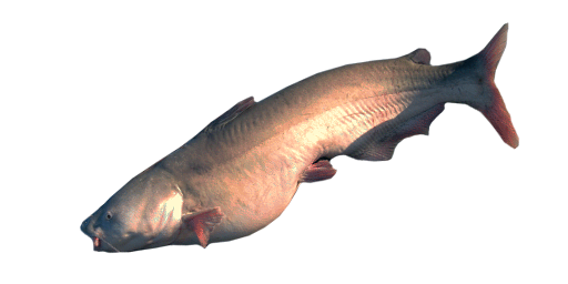 Blauer Katzenwels