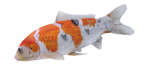Koi Shigure