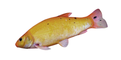 Goldschleie